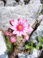 /album/faunes-et-flores-de-montagne1/joubarbe-toile-dareignee-jpg/